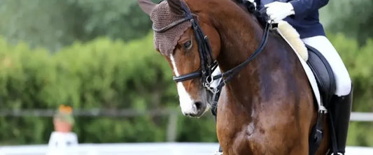 The Changing Trends in the World of Horse Race Fashion